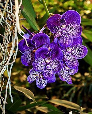 Prachtige Wanda-orchidee