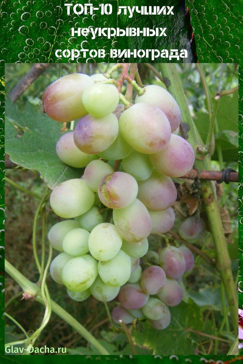 niet-bedekkende druivensoorten