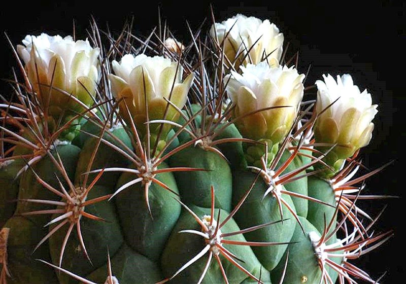 Cvjetni kaktusi Gymnocalycium