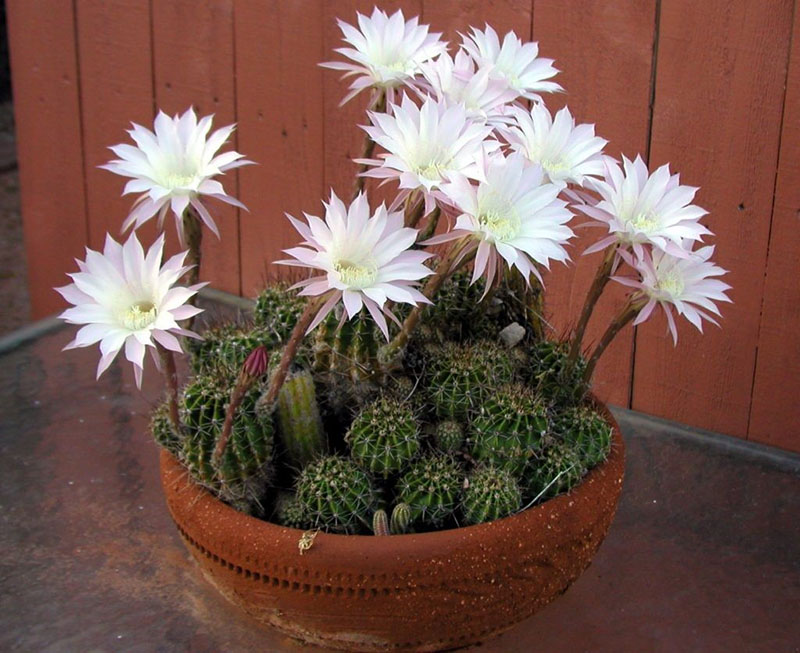 prekrasan cvjetajući kaktus