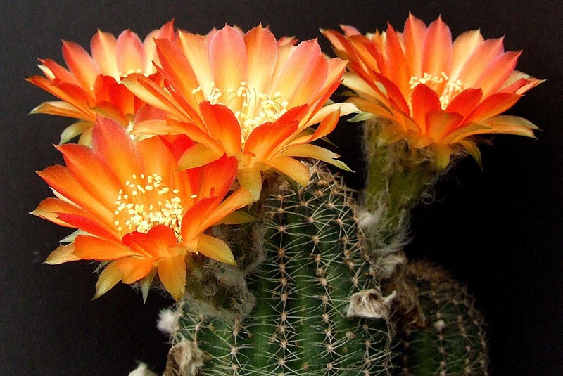 kaktus ehinopsis