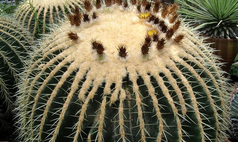 rascvjetali kaktusi