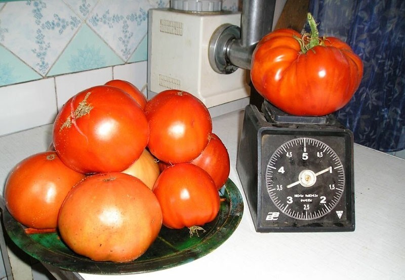 veliki plodovi rajčice