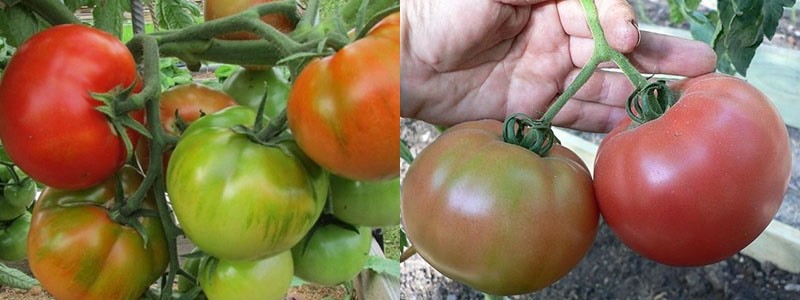 Plodovi ranozrele Staroselske rajčice
