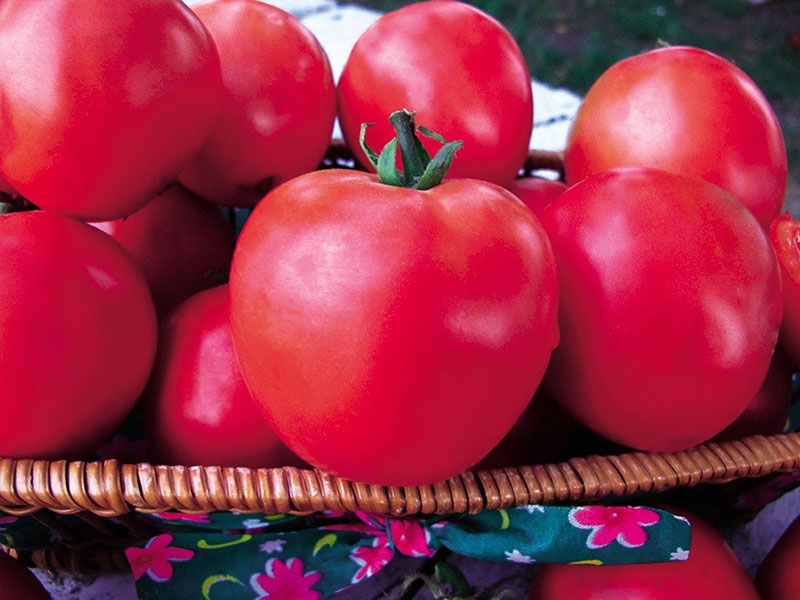 rajčice malina slatkoća