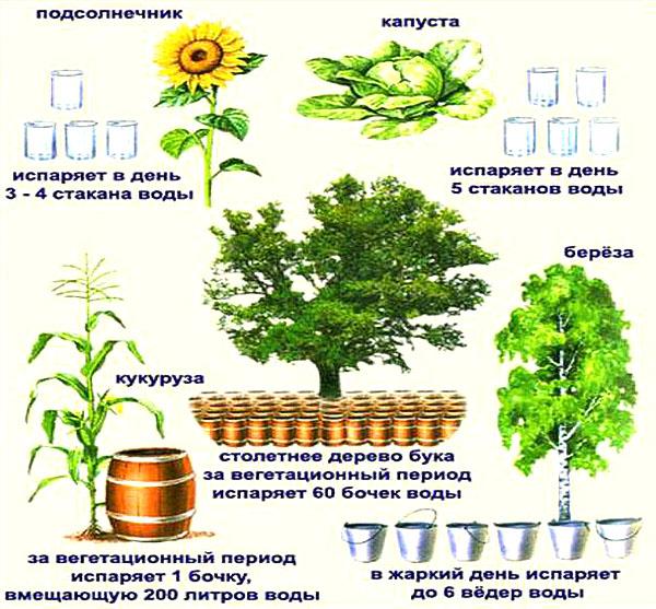 dnevna varijacija transpiracije u različitim biljkama