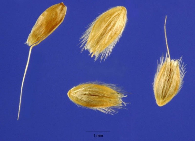sjemenke lisičjeg repa