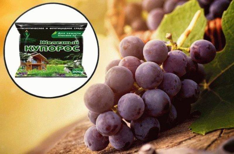 waarvoor dient de behandeling van druiven met ijzervitriool?
