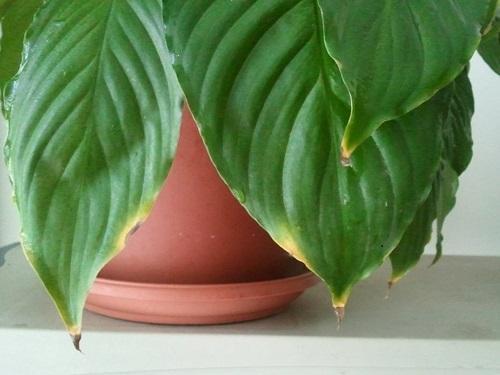 spathiphyllum in een pot