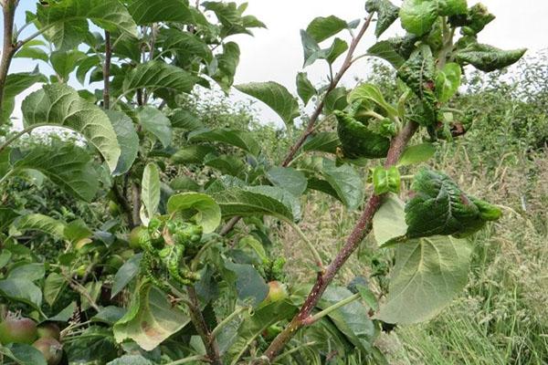 bladluis-aangetaste appelboom