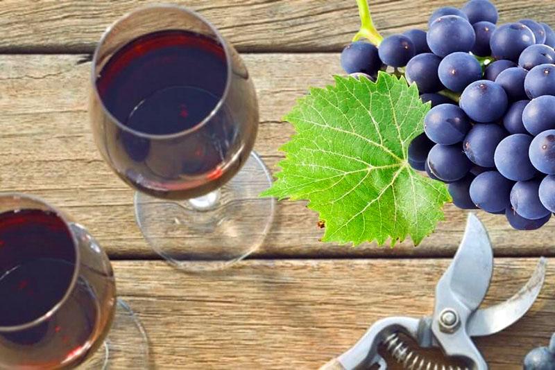 zelfgemaakte wijn van Isabella-druiven