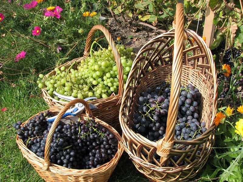 druivenoogst voor wijnbereiding
