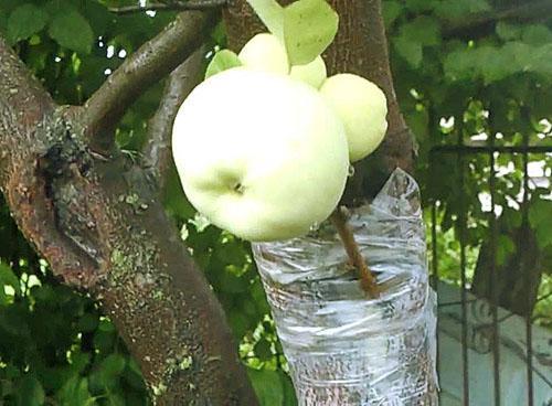 Cijepljenje stabla jabuke ljeti