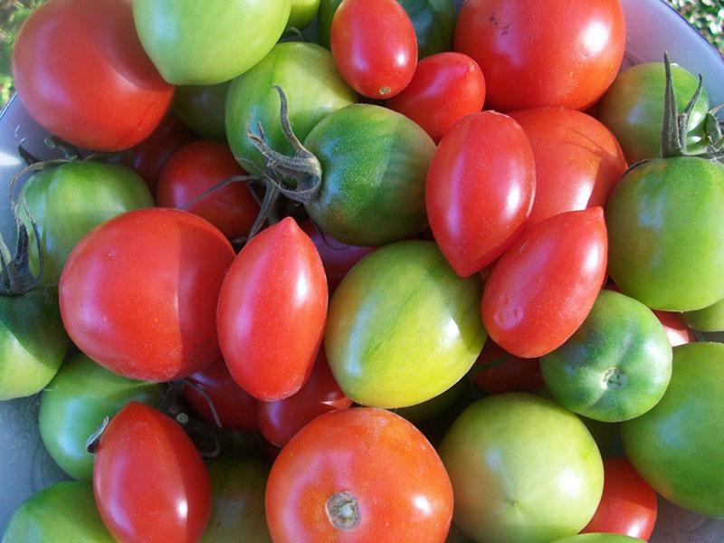 koristeći zrele i zelene rajčice
