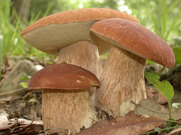 gljive u šumi