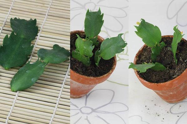 zygocactus stekken planten