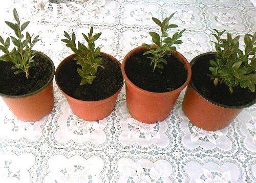 Buxus kweken in potten