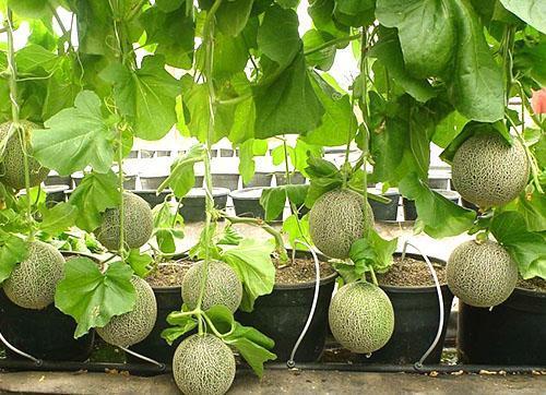 Trellis-methode om thuis meloenen te kweken