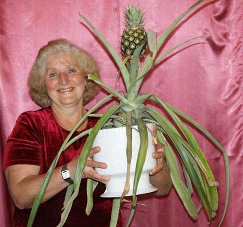 Domaći ananas