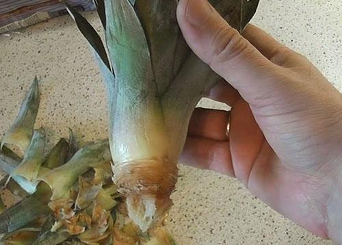 Za uzgoj ananasa kod kuće upotrijebite utičnicu za list