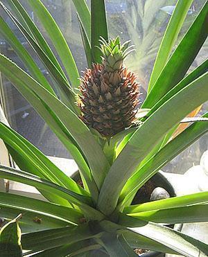 Indoor ananas groeit