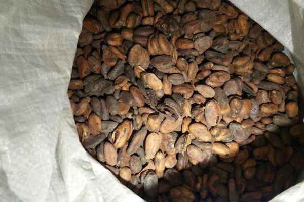 cacao kwaliteit forastero