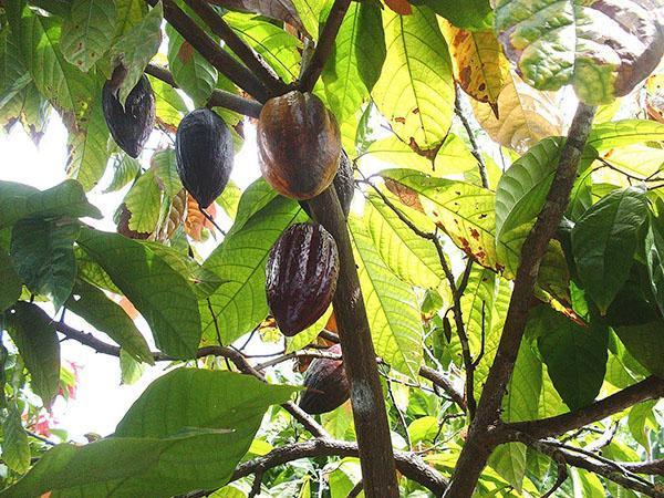 rijping van cacaovruchten