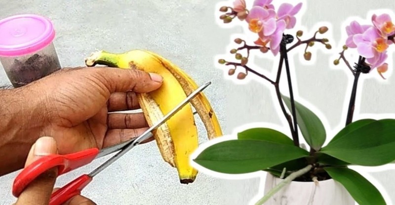 korisna svojstva kore banane kao gnojiva