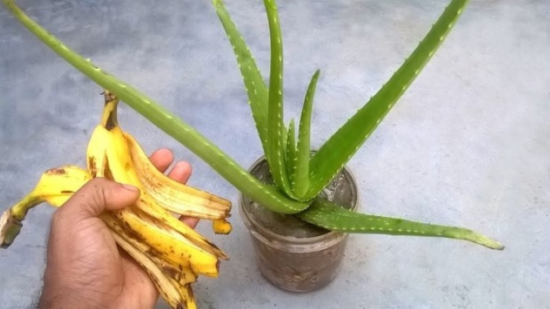 gnojivo za cvijet od kore banane