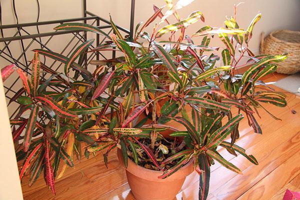 Bij overmatige droogheid van de lucht verliest Croton-blad zijn decoratieve effect.