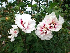 Vrtni hibiskus cvjeta