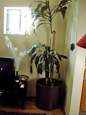 Een volwassen geurige dracaena lijkt op een palmboom