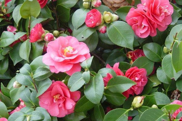 Camellia reageert op de zorg van de gastvrouw met weelderige bloei