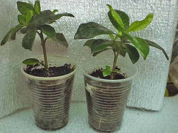 Jonge gardenia planten