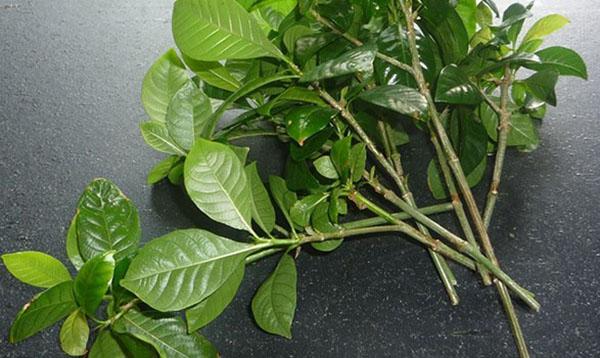 Vegetatieve vermeerderingsmethode voor gardenia