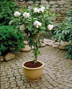 Gardenia jasmijn in een pot