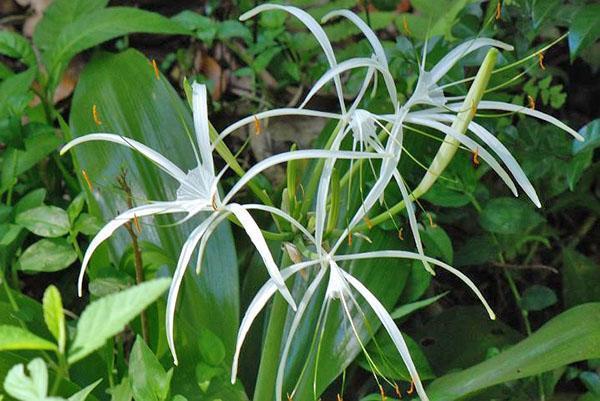 De ongewone vorm van de hymenokallis-bloem trekt de aandacht