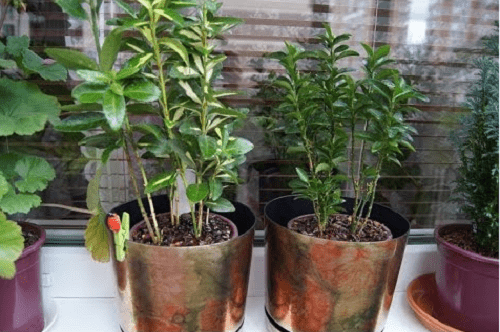 tweejarige euonymus planten
