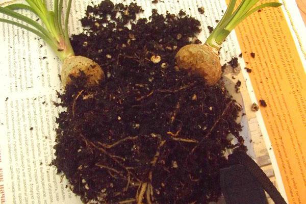 Wanneer de wortels rotten, is het noodzakelijk om de plant te transplanteren door de zieke wortels te verwijderen.
