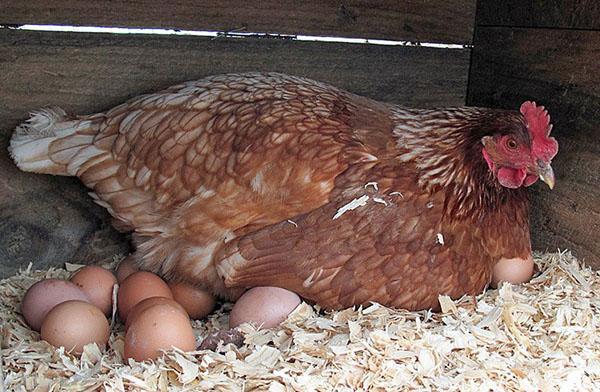 eierproductie van kippen in de winter