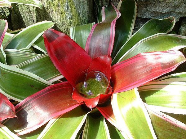 Neugledan cvijet Guzmanije ukrašen je svijetlim stipulama