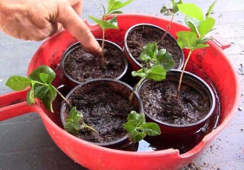 stekken planten in voedzame grond