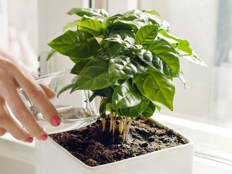een koffieboom overplanten in een andere pot