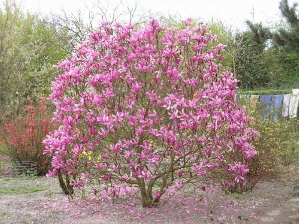 Njega magnolije