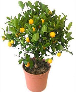 Unutarnje stablo mandarine