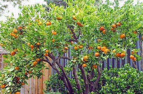 Mandarinsko drvo u južnim dačama