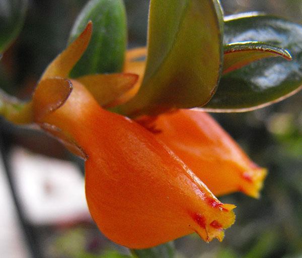 ongebruikelijke bloemen van nematanthus