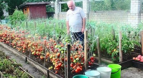 prerada rajčice
