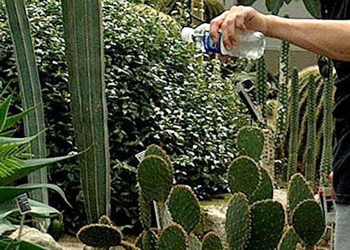 cactusvijg water geven