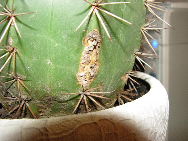 beschadigde cactus
